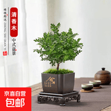 绿萝文竹九里香小叶赤楠禅意盆栽办公室桌面植物小盆景绿植花卉苗 清香木+舍得盆+方底托+青苔