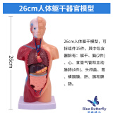 蓝蝶人体结构模型医学仿真内脏解剖器官3d可拆卸拼装躯干儿童科教玩具 A款26cm躯干可拆15部件