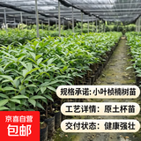 四川正宗金丝楠木苗金丝楠苗名贵小叶桢楠树苗金丝楠木苗楠木树苗 高度60-80公分2颗带原土杯