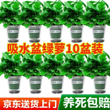 京东绿植绿萝盆栽除甲醛花卉绿植办公室新房净化空气 120款10盆源头直发