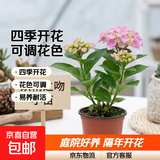 绣球花苗无尽夏带花苞四季开花绣球花盆栽庭院好养花卉植物室内花 妖精之吻【大花绣球-可调色】 中苗【当年开花】原盆宽15cm高30cm冠25cm