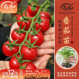 寿禾 各种蔬菜苗活苗带土发货大全菜苗夏秋秧苗山东寿光苗种子阳台 圆果甜心圣女果苗 6棵
