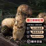 土地母亲计划 雅江松茸菌未开伞新鲜松茸鲜菌菇冷链空运快至24H达团购礼盒 出口级未开伞 7-9cm 净重500g