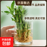 迷你富贵竹龙竹观音竹节节高小号盆栽室内水养桌面办公室带根绿植 带根须【6棵】六六大顺 招财竹【10-15公分】不含瓶