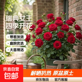 瑞典女王月季夏季耐晒灌木月季带花苞四季开花玫瑰大苗阳台庭院 卡罗拉原盆原土发货大苗40cm左右