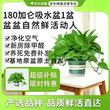 京东绿植绿萝盆栽除甲醛花卉绿植办公室新房净化空气180加仑1盆装源头直发