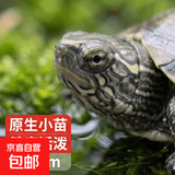 中华草龟小乌龟活物 宠物龟家养观赏龟陪伴互动生日礼物 一只草龟2-4cm【小苗活跃】