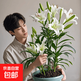 香水百合种球带芽四季开花室内外阳台多头百合耐寒好养 白色【带芽发货】 2个球（实惠）