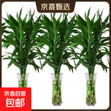 年宵花富贵竹春节水养花卉转运竹水培植物盆栽过年装饰年货绿植 10枝-65cm富贵竹 标准