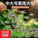黑尾大勾冷水鱼好养耐活观赏鱼鱼金鱼孔雀鱼宠物活鱼 3-4厘米（群游之王） 黑尾大勾20条