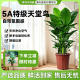 京东绿植天堂鸟盆栽客厅落地大型绿植大叶北欧风室内网红绿植好养源头直发