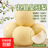 一级果精品赵县皇冠梨酥脆爆汁水果补水当季甜脆冰糖梨 河北皇冠梨带箱4斤装净重3.55斤单果180g