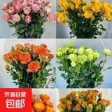 云南基地直发玫瑰鲜花全国速递配女友生日礼物家用水养插京东快递 随机双色多头泡泡10枝（35-40个花苞）