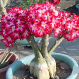 飞沭重瓣沙漠玫瑰多肉奇趣植物老桩耐旱花卉绿植盆栽当年开花