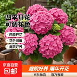 绣球花苗无尽夏带花苞四季开花绣球花盆栽庭院好养花卉植物室内花 烈焰【大花绣球-可调色】 中苗【当年开花】原盆宽15cm高30cm冠25cm