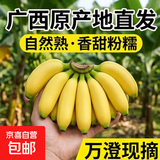 苹果蕉新鲜广西香蕉自然熟芭蕉香甜粉糯万澄现摘生鲜现发水果 带箱1斤
