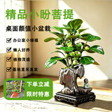 京云梦小盼菩提树盆栽盆景植物带果绿植室内禅意静字盆+和尚源头直发