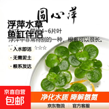 浮萍水草鱼缸浮性水生植物圆心萍槐叶萍珊瑚小芝麻萍一叶莲黄花菱 圆心萍 3朵 3-5片叶/朵