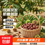 【秋果之王】26年丹东新鲜板栗现摘现发粉糯香甜蔬菜水果 丹东板栗 2斤