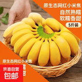 网红小米蕉 自然熟 软糯香甜水果 6号色食用最佳 原生态网红小米焦 5斤