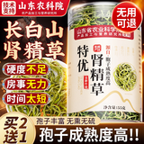 优卓肾精草茶长白山特野生级嗷嗷叫黄金化石草东北壮男士滋补