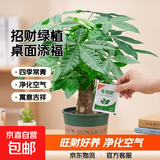 发财树盆栽大植物室内办公室桌面客厅小盆景招财树苗绿植花卉盆栽 中单杆发财树 7-9cm【加仑盆】 【送肥料】