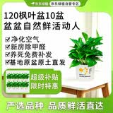 京东绿植绿萝盆栽除甲醛花卉绿植办公室120款枫叶自吸水盆10盆装源头直
