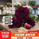 玫瑰花苗老桩绿植物盆栽月季蔷薇老根室内外阳台庭院特大花卉四季 30午夜深蓝（老桩苗四季开花）