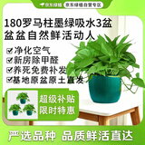京东绿植绿萝盆栽除甲醛花卉绿植办公室新房净化空气180墨绿盆3盆源头直