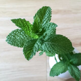 寿禾家庭花草盆栽香草植物迷迭香百里香甜罗勒九层塔阳台种植盆栽苗  留兰香薄荷幼苗 5棵