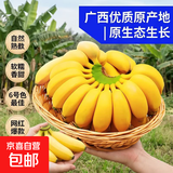 网红小米蕉 自然熟 软糯香甜水果 6号色食用最佳 原生态网红小米焦净重1.5斤