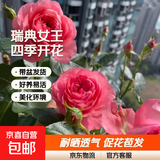 瑞典女王月季夏季耐晒灌木月季带花苞四季开花玫瑰大苗阳台庭院 红果汁原盆原土发货中苗25cm左右
