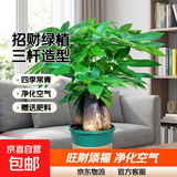 发财树盆栽大植物室内办公室桌面客厅小盆景招财树苗绿植花卉盆栽 造型款大号三杆 6-9cm【加仑盆】 【送肥料】