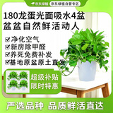 京东绿植绿萝盆栽除甲醛花卉绿植办公新房净化空气180龙蛋光面4盆源
