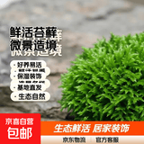 柯必达青苔藓鲜活苔藓微景观植物盆景盆栽水陆缸假山草造景材料白 小灰藓(15*8)cm 5盒