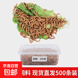 面包虫黄粉虫宠物鸟类鱼类活饲料零食面包虫批发活的面包虫 500条