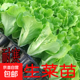 脆甜生菜秧苗带土耐热耐寒玻璃奶油生菜秧沙拉菜苗四季盆栽蔬菜苗 速生脆甜生菜苗30颗【20天吃菜】
