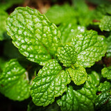 寿禾 香草苗大全薄荷苗盆栽带土可食用秧苗冬春季四季观赏绿植薄荷叶 留兰香薄荷苗5棵