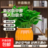 【绿萝盆栽】吸甲醛净化空气水培绿植物懒人花卉好养搬家礼物全 【新居吸甲醇15盆】绿萝+橙色南瓜盆自吸水 整体含盆高度20-25cm