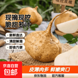 水果凉薯沙地凉薯白地瓜地萝卜皮薄肉多现摘现挖脆甜多汁 水果凉薯2斤