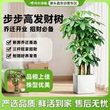 京东绿植步步高发财树大棵盆栽客厅室内大型绿植物绿植造型招财树源头直发