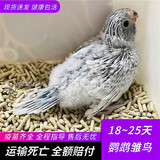 豪蚨雏鸟鹦鹉活体幼鸟手养鸟说话鸟半毛虎皮牡丹玄风鸟小太阳雏鸟豪蚨 白虎皮雏鸟1只