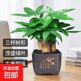 发财树盆栽大植物室内办公室桌面客厅小盆景招财树苗绿植花卉盆栽 三杆发财树 5-8cm【四方塑胶盆】 【送肥料】
