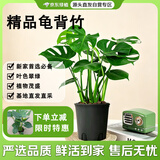 京东绿植龟背竹盆栽绿植物土培小型室内小盆栽室内办公室好养原土源头直发