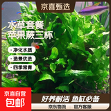 【京东物流】水草套餐 好养耐活真水草植物绿菊大叶绿九冠鱼缸 苹果蕨三杯
