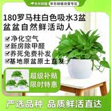 京东绿植绿萝盆栽除甲醛花卉绿植办公室新房净化空气180罗马白3盆源头直