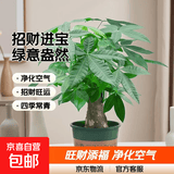 发财树盆栽大植物室内办公室桌面客厅小盆景招财树苗绿植花卉盆栽 中单杆发财树 5-8cm【加仑盆】 【送肥料】