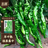 北蔬 辣椒种子苗螺丝椒特辣早中熟秋冬四季种菜种籽 螺丝线椒种子60粒
