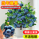 欧悟新品种L25蓝莓树苗带原土蓝莓树盆栽地栽果树苗室内耐寒南北方种 L25蓝莓【高度40-50CM】含原土