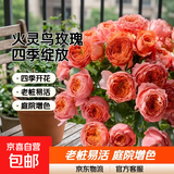 玫瑰花苗老桩绿植物盆栽月季蔷薇老根室内外阳台庭院特大花卉四季 42火灵鸟（老桩苗四季开花）